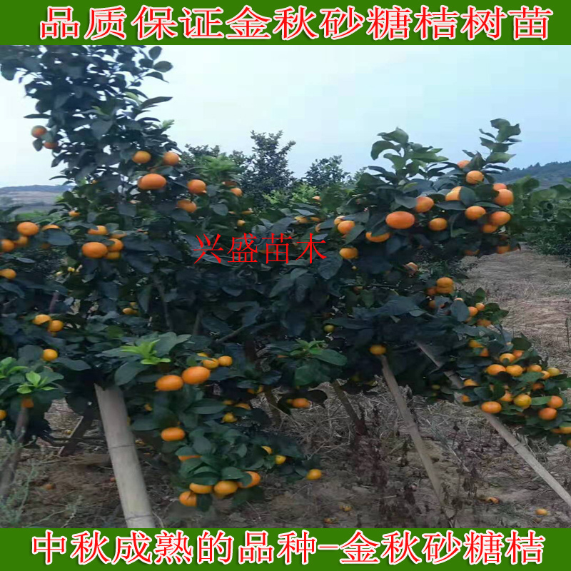 金秋砂糖桔树苗嫁接苗沙糖桔树苗早熟品种