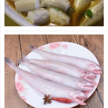 船冻龙头鱼批发九肚鱼批发