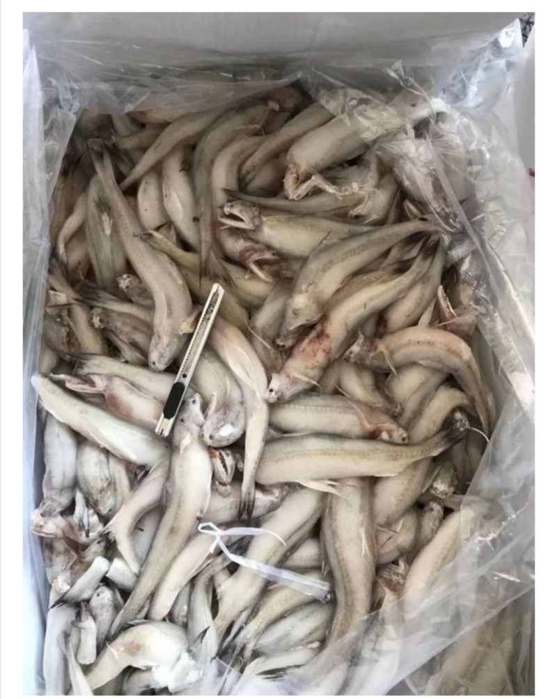 船冻龙头鱼批发九肚鱼批发