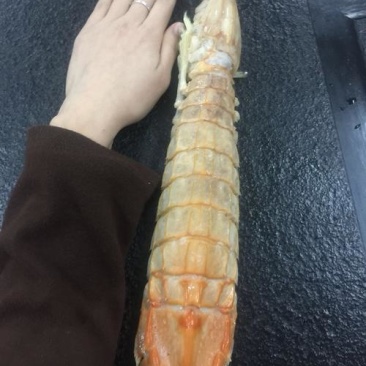 皮皮虾带膏富贵虾批发赖尿虾”、