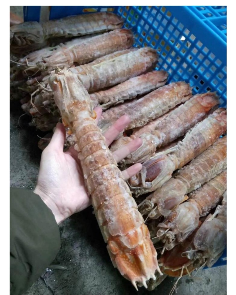 皮皮虾带膏富贵虾批发赖尿虾”、