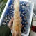 皮皮虾带膏富贵虾批发赖尿虾”、