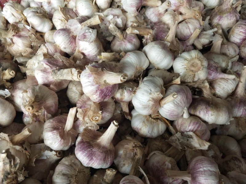 精品大蒜，冷库直销，一吨起批，质优价廉，欢迎采购