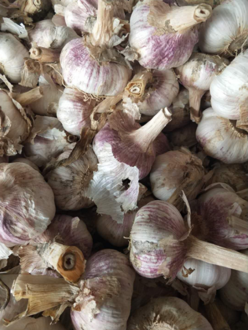精品大蒜，冷库直销，一吨起批，质优价廉，欢迎采购