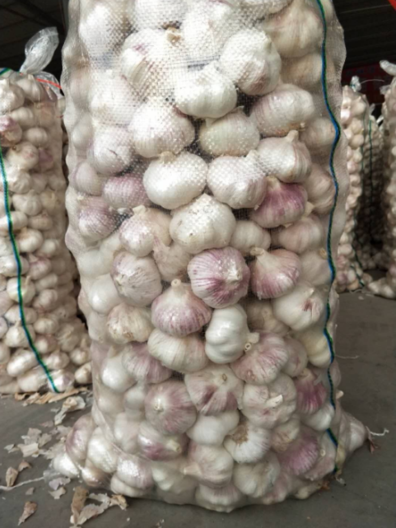 精品大蒜，冷库直销，一吨起批，质优价廉，欢迎采购