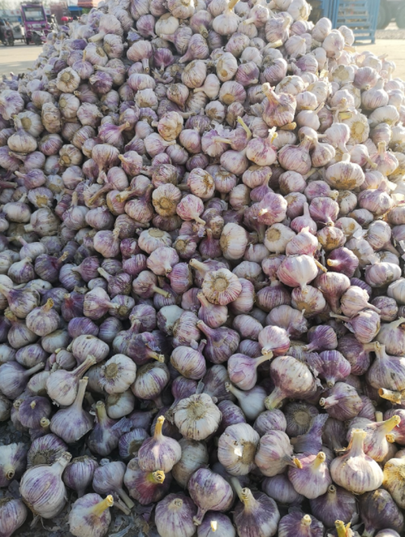 精品大蒜，冷库直销，一吨起批，质优价廉，欢迎采购