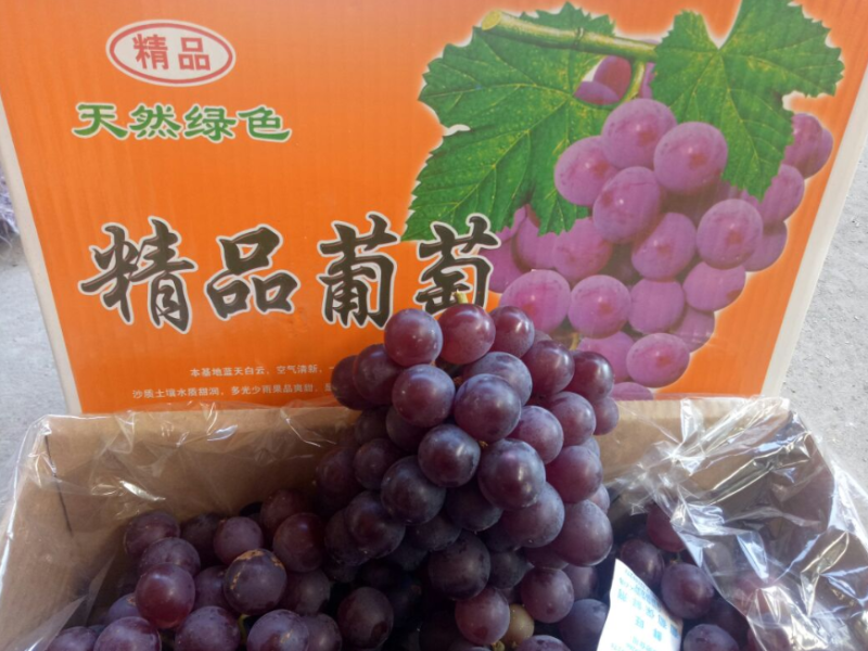 巨峰葡萄，红无核葡萄，大量有货
