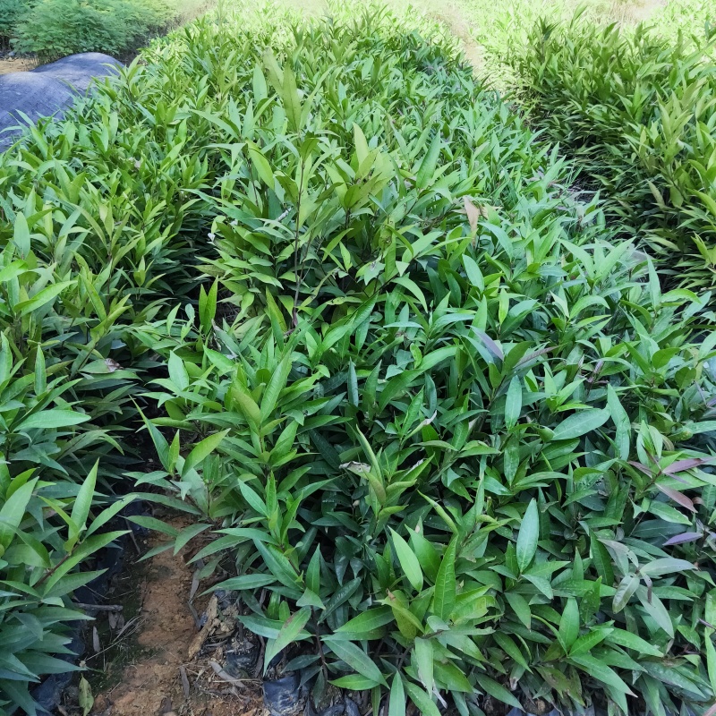 水蒲桃袋苗庭院盆栽地栽绿化苗四季常青