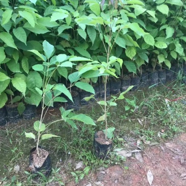 紫花风铃木袋苗庭院盆栽地栽绿化苗木多花风铃木苗