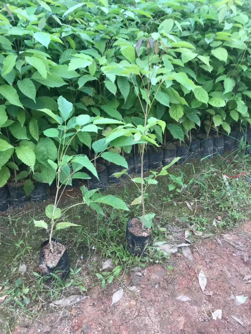 紫花风铃木袋苗庭院盆栽地栽绿化苗木多花风铃木苗