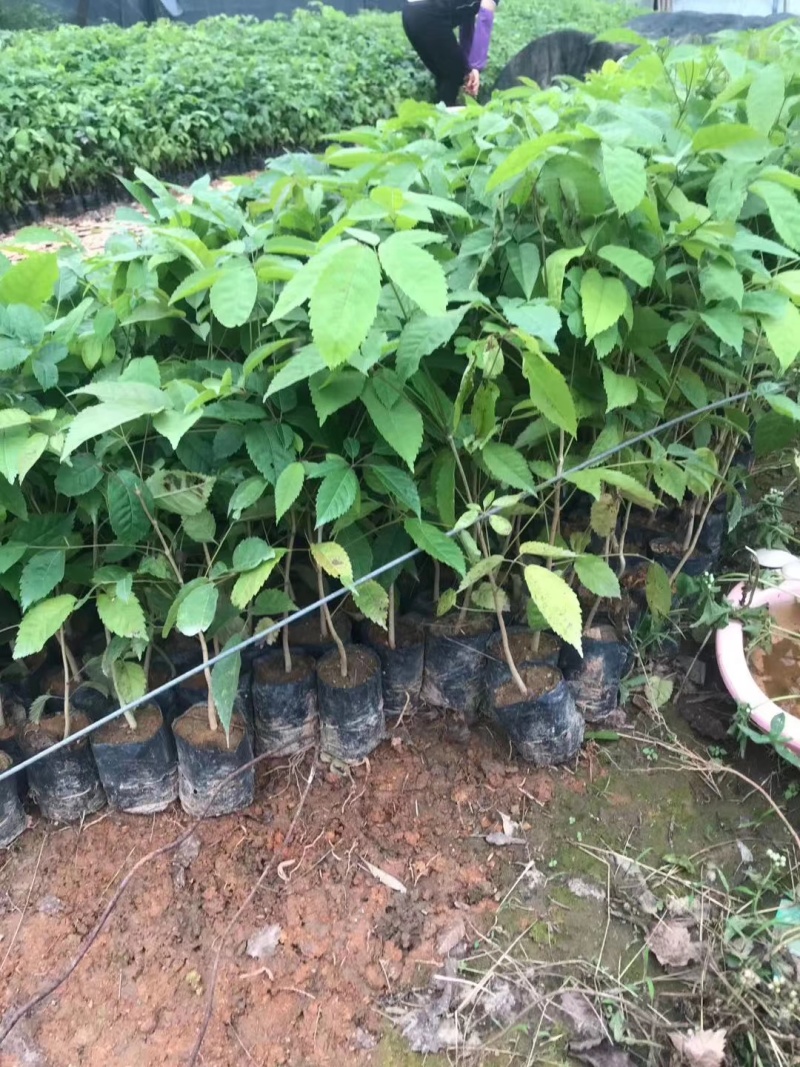 紫花风铃木袋苗庭院盆栽地栽绿化苗木多花风铃木苗
