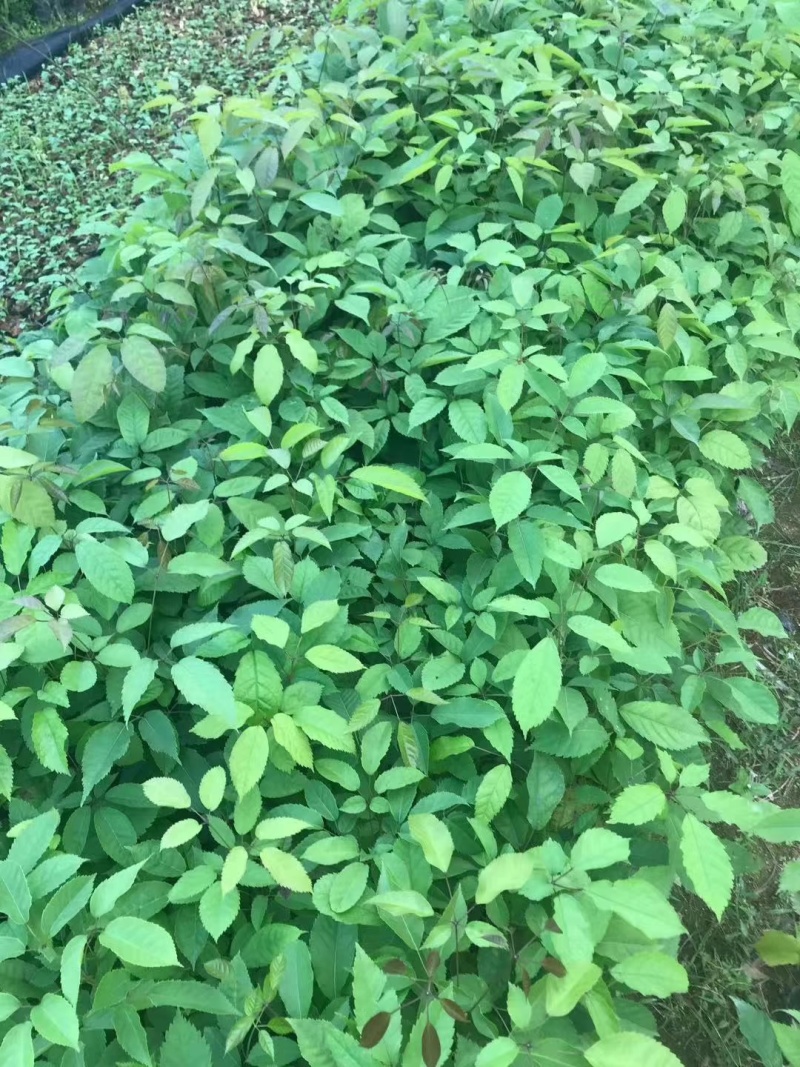 紫花风铃木袋苗庭院盆栽地栽绿化苗木多花风铃木苗