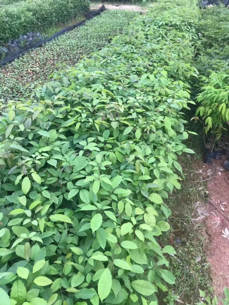 紫花风铃木袋苗庭院盆栽地栽绿化苗木多花风铃木苗