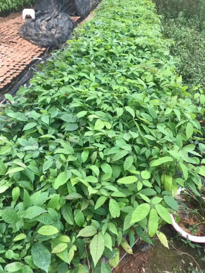 紫花风铃木袋苗庭院盆栽地栽绿化苗木多花风铃木苗