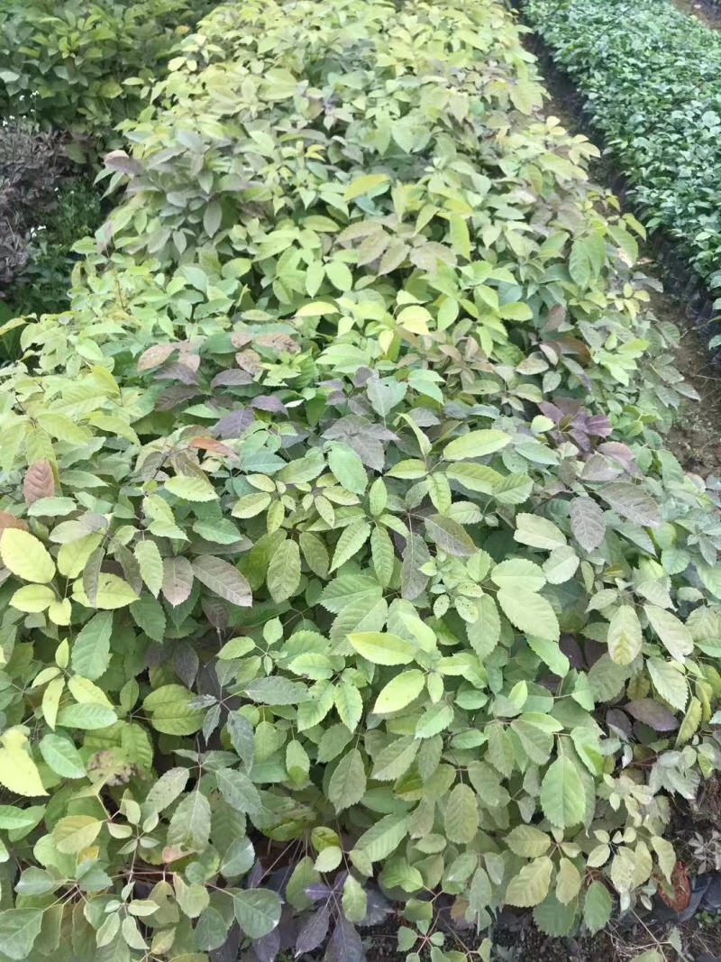 紫花风铃木袋苗庭院盆栽地栽绿化苗木多花风铃木苗