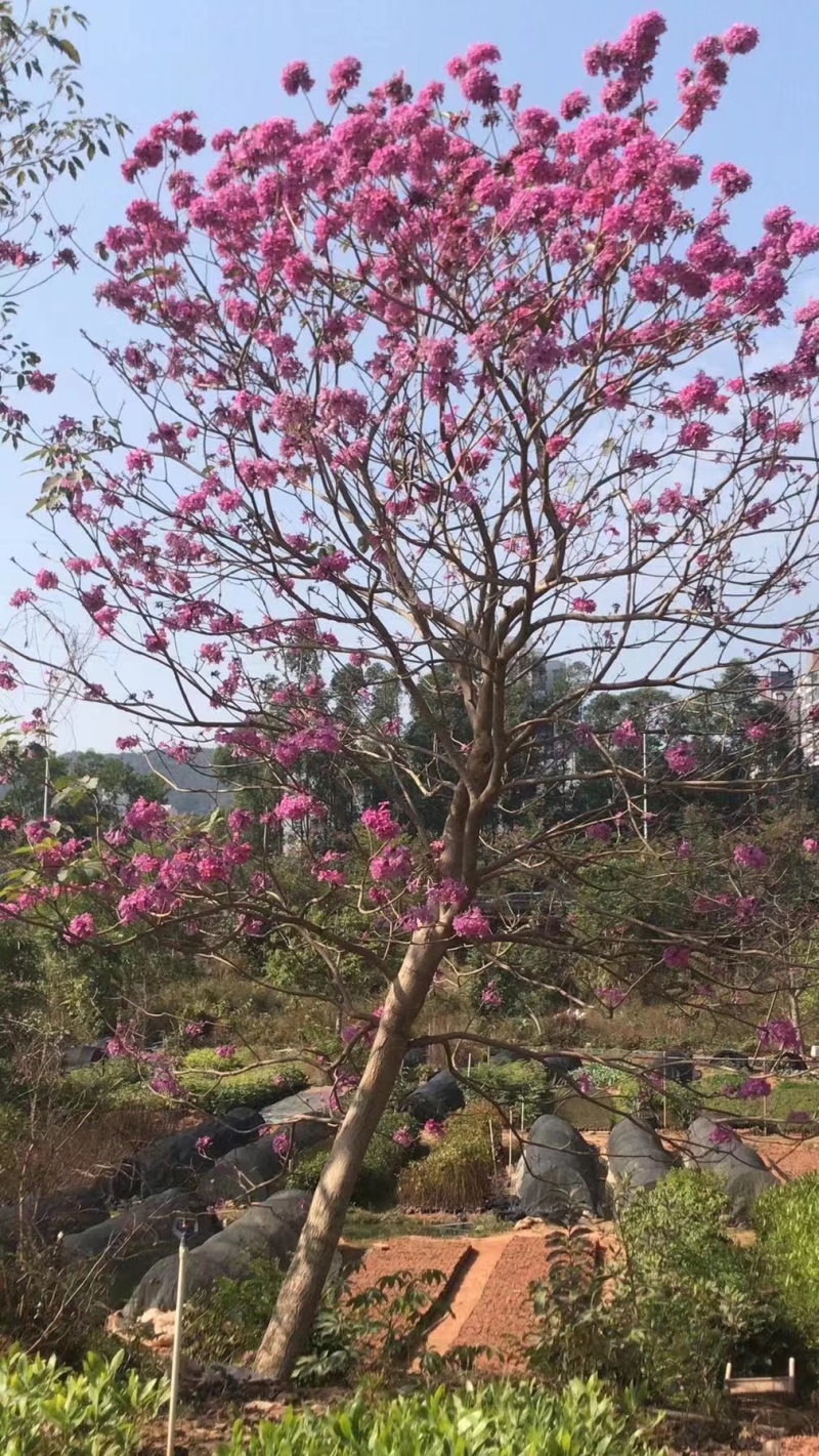 紫花风铃木袋苗庭院盆栽地栽绿化苗木多花风铃木苗