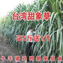 台湾甜象草种孑新型皇竹草种子多年生四季牧草买5送2