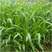 新型皇竹草种籽甜像草种籽多年生牧草种籽买5送2