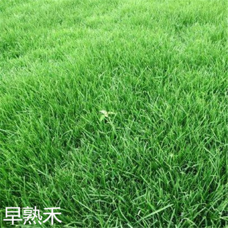 早熟禾种子低矮耐寒草坪种子庭院绿化护坡草子北方种植首先