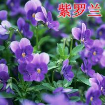 紫罗兰种子耐寒多年生阳台庭院园艺景观花海种植花卉种子