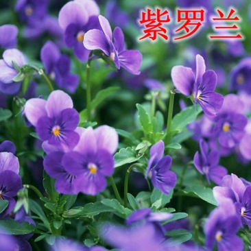 紫罗兰种子耐寒多年生阳台庭院园艺景观花海种植花卉种子