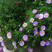 五色菊花种子四季秋花卉室外易种耐热四季播易活花籽庭院耐旱