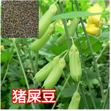 猪屎豆种子野苦豆大眼兰野花生大马铃灌木护坡种子