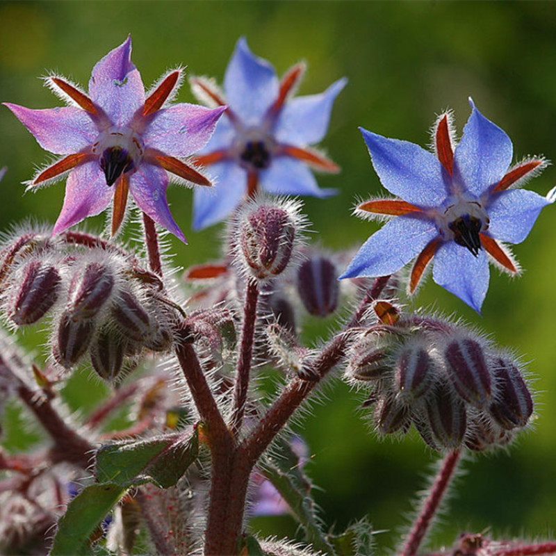 琉璃苣种子优质蜜源植物庭院盆公园绿化花卉种子