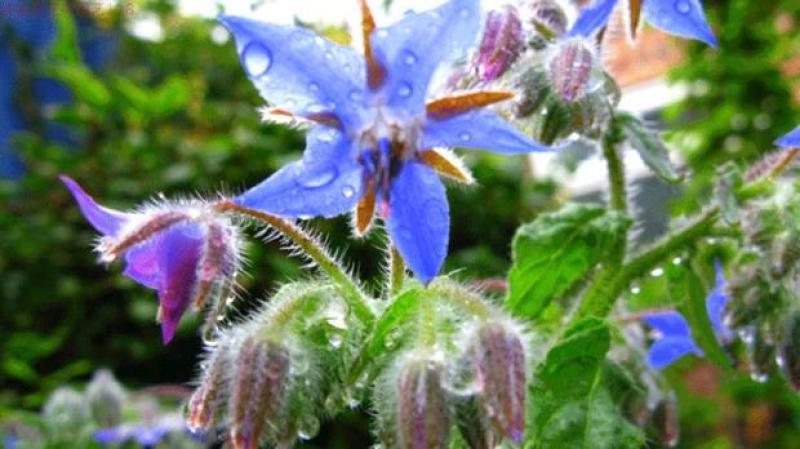 琉璃苣种子优质蜜源植物庭院盆公园绿化花卉种子