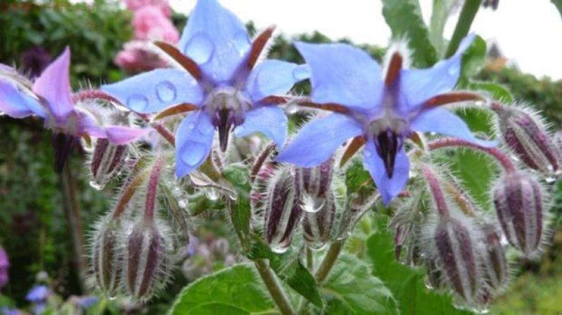 琉璃苣种子优质蜜源植物庭院盆公园绿化花卉种子