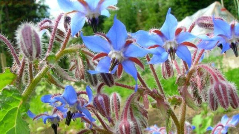 琉璃苣种子优质蜜源植物庭院盆公园绿化花卉种子