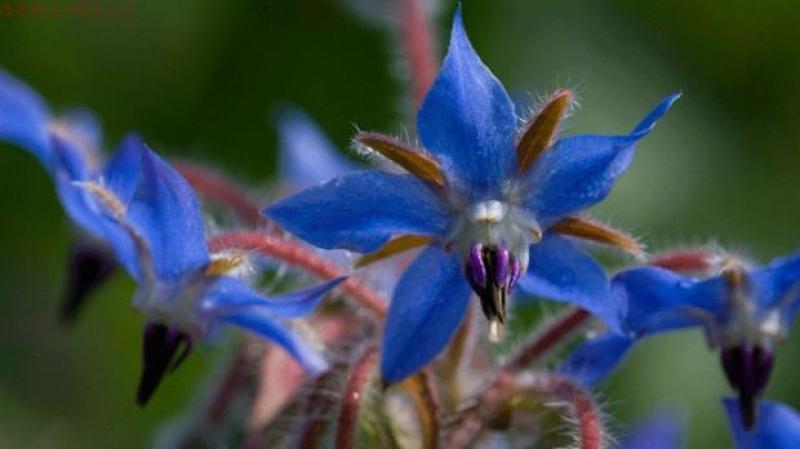 琉璃苣种子优质蜜源植物庭院盆公园绿化花卉种子