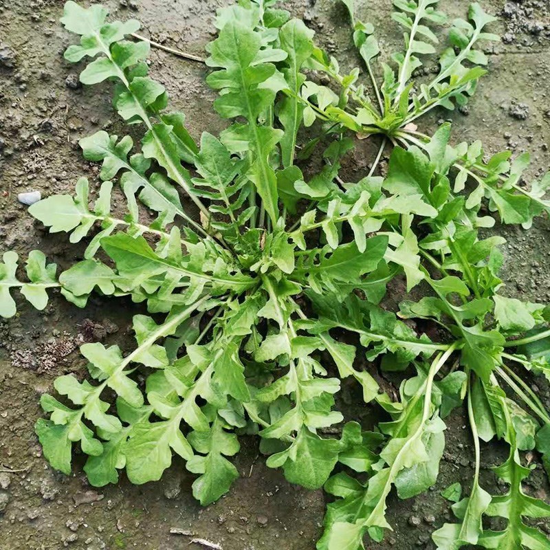 野生荠菜种子大叶野菜阳台四季播菜籽盆栽地菜蔬菜种籽荠菜种