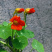 花卉秋天多年生花草植物金莲花旱金莲种子四季易种易活花