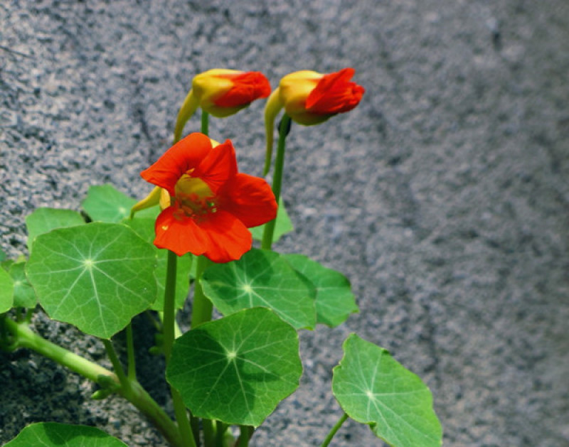 花卉秋天多年生花草植物金莲花旱金莲种子四季易种易活花