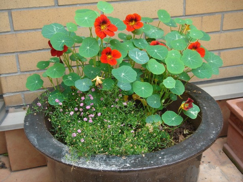 花卉秋天多年生花草植物金莲花旱金莲种子四季易种易活花