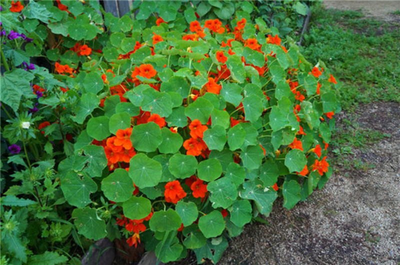 花卉秋天多年生花草植物金莲花旱金莲种子四季易种易活花