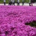 丛生福禄考种子芝樱种子四季易播庭院绿化花海景观花卉种子