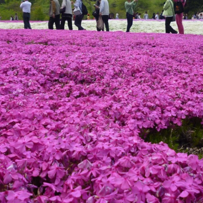 丛生福禄考种子芝樱种子四季易播庭院绿化花海景观花卉种子