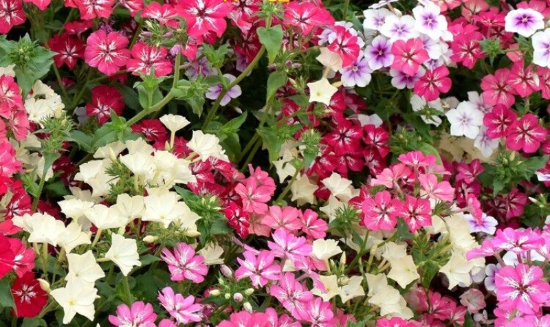 丛生福禄考种子芝樱种子四季易播庭院绿化花海景观花卉种子