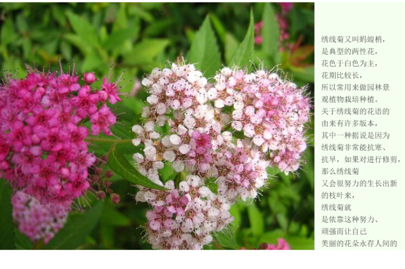 绣线菊种子野菊花花卉种子堆心菊种子花海种植景观绿化