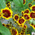 蛇目菊种子雪菊花种子景观绿化园林工程鲜花花卉种子