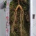【特价精选】长白山纯林下山参籽货28年左右