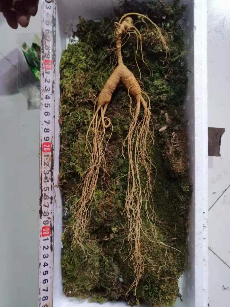 【特价精选】长白山纯林下山参籽货28年左右