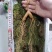 【特价精选】长白山纯林下山参籽货28年左右