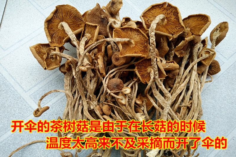 包邮特级半开伞3号茶树菇茶树菇干货产地直销