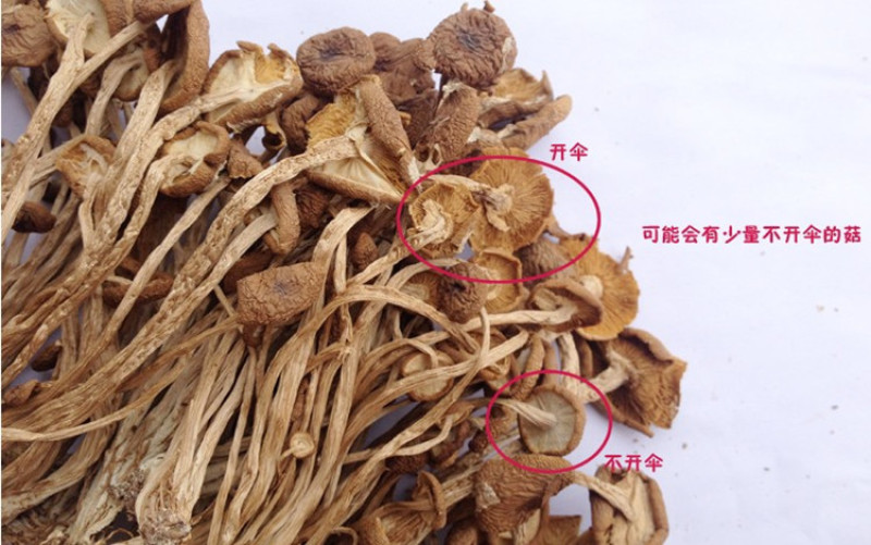 包邮特级半开伞3号茶树菇茶树菇干货产地直销
