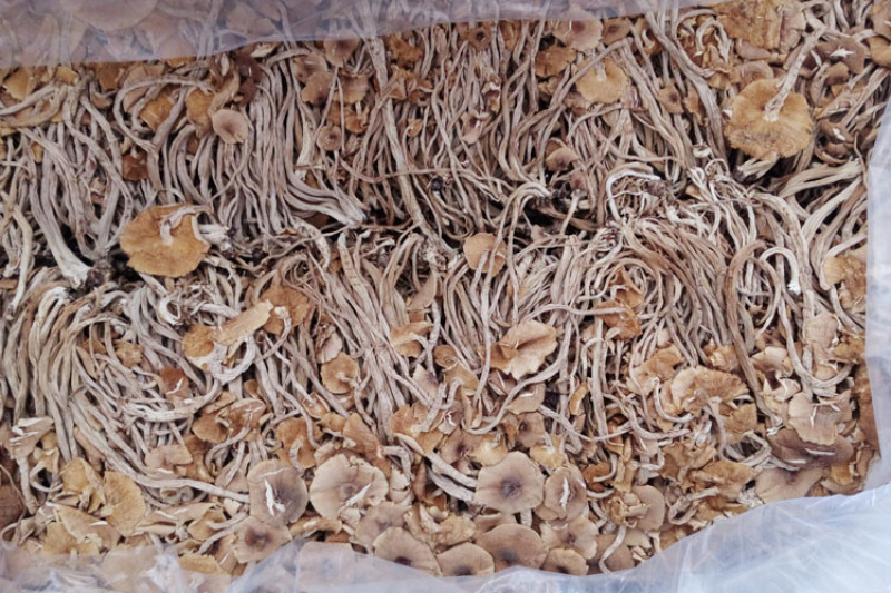 包邮特级半开伞3号茶树菇茶树菇干货产地直销