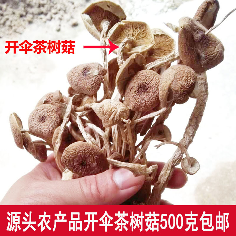 包邮特级半开伞3号茶树菇茶树菇干货产地直销