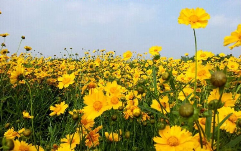 金鸡菊种子花种子春夏秋播种宿根花卉种子园林景观绿化工程